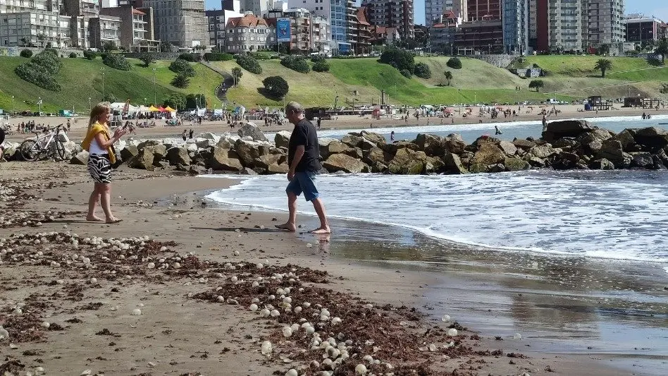 "Tuvimos temperatura altas durante cuatro meses, eso explica la aparición de estas medusas en la playa"