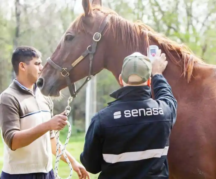 Se confirmó el primer caso humano de encefalitis equina en Entre Ríos