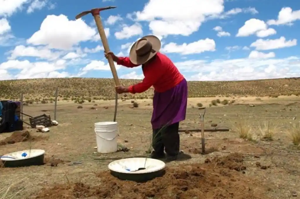 Forestaran con 30.000 árboles la Quebrada de Humahuaca y la Puna jujeña