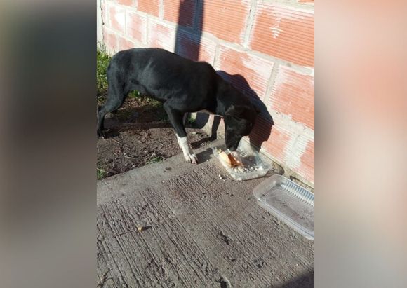 Buscan hogar para una perrita que apareció en las 84 viviendas