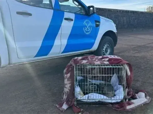 Tras varias semanas de búsqueda, rescataron al lobo marino que sorprendió a Concordia y Salto
