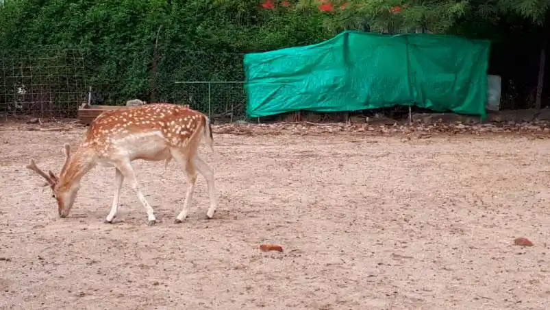 Una jauría atacó y mató a 20 ciervos en el Zoo de Córdoba