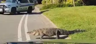 Caimán suelto en Florida.
