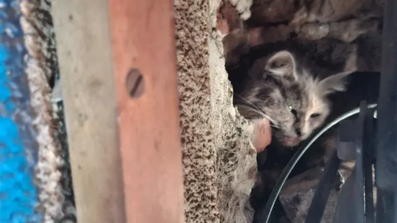 Dramático rescate de una gata que llevaba tres días atrapada en la cortina metálica de un comercio de barrio Lourdes