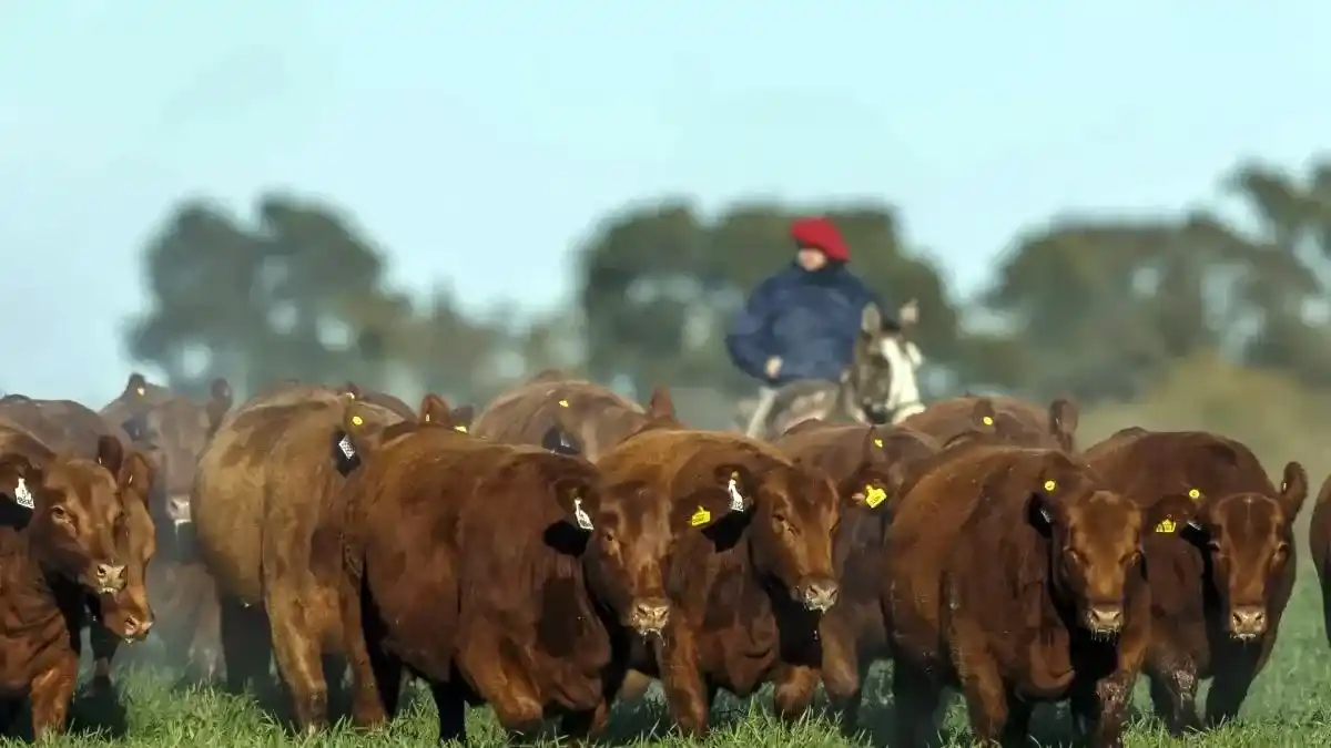 La carne argentina entró en cuenta regresiva ante la exigencia europea