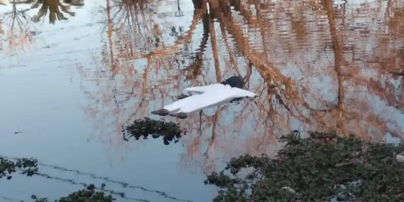 De mal gusto: Pensaron que había un cuerpo flotando en un canal de Ensenada y montaron un operativo