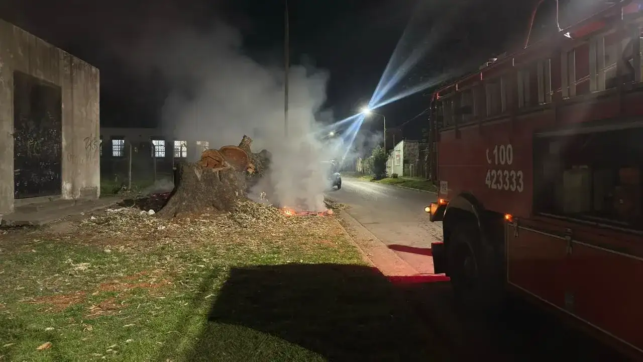 Se prendió fuego un árbol frente a una escuela esta madrugada