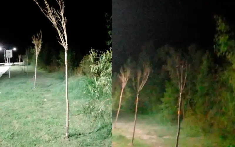 Reporte: “Las hormigas atacaron los últimos arbolitos que plantaron”