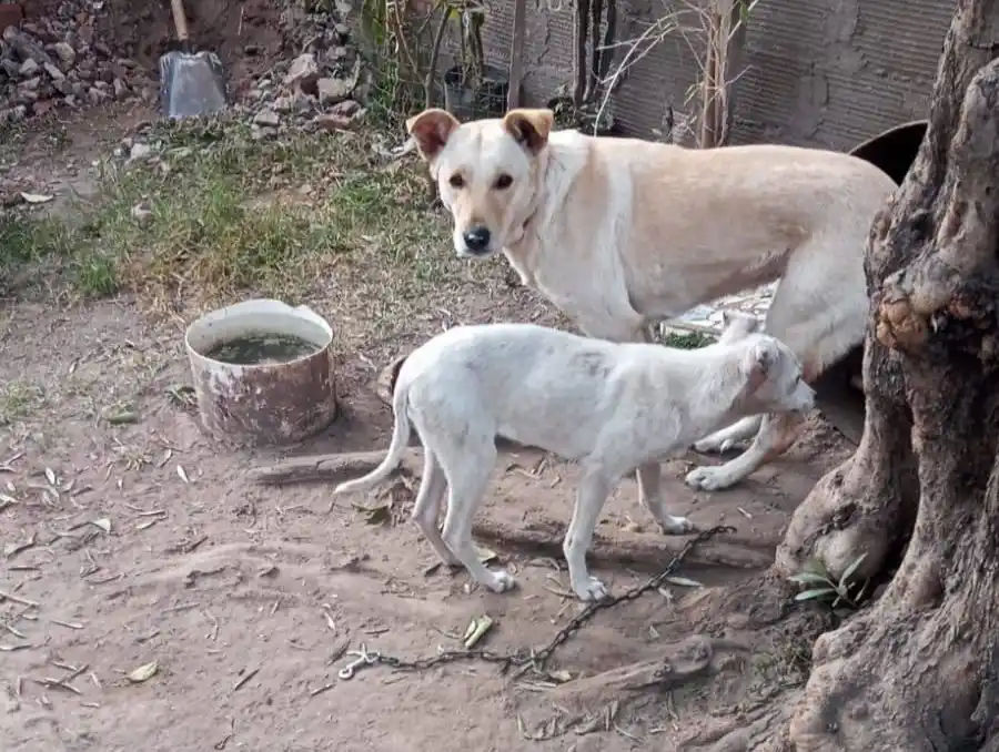 Buscan a Masha en el Barrio San Roque