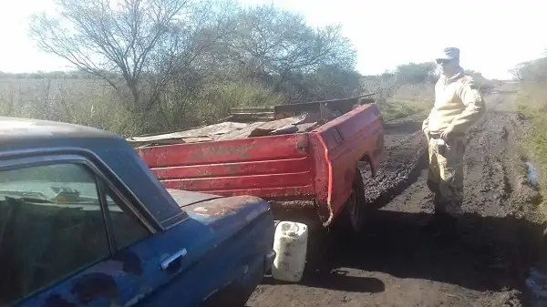 Hallaron terneros y vaquillas atados arriba de un trailer