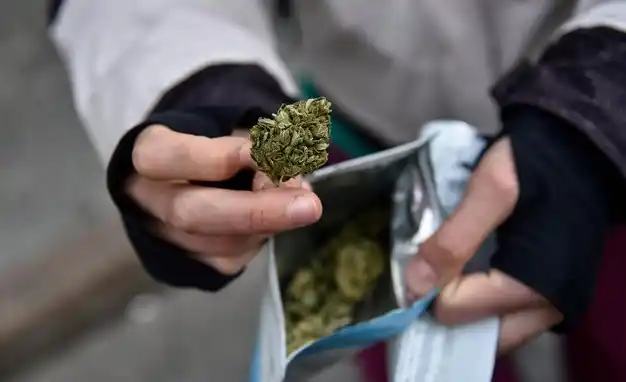 Uruguay: el primer día de venta al público, compraron toda la marihuana 