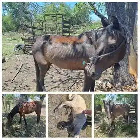 Brigada Abigeato Colón realizo allanamiento por maltrato animal