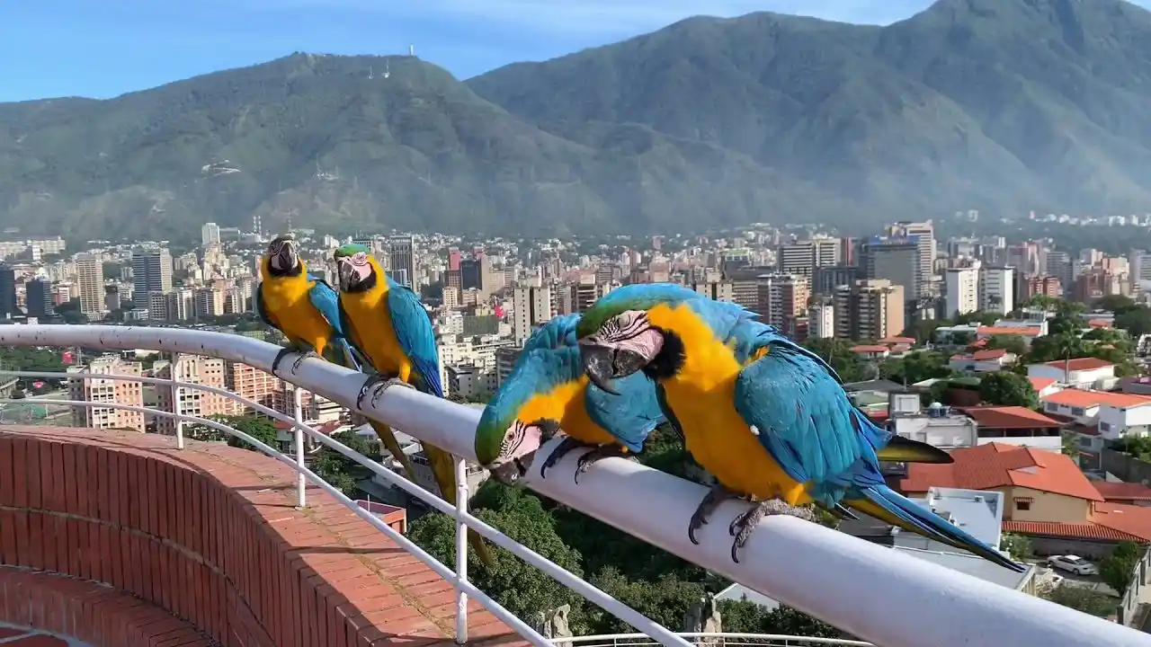 “El símbolo de la capital”: esta es la verdad sobre las guacamayas