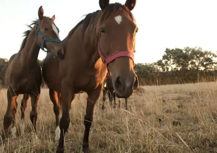 Encefalomielitis equina: hay 56 brotes en la provincia y ocho caballos muertos