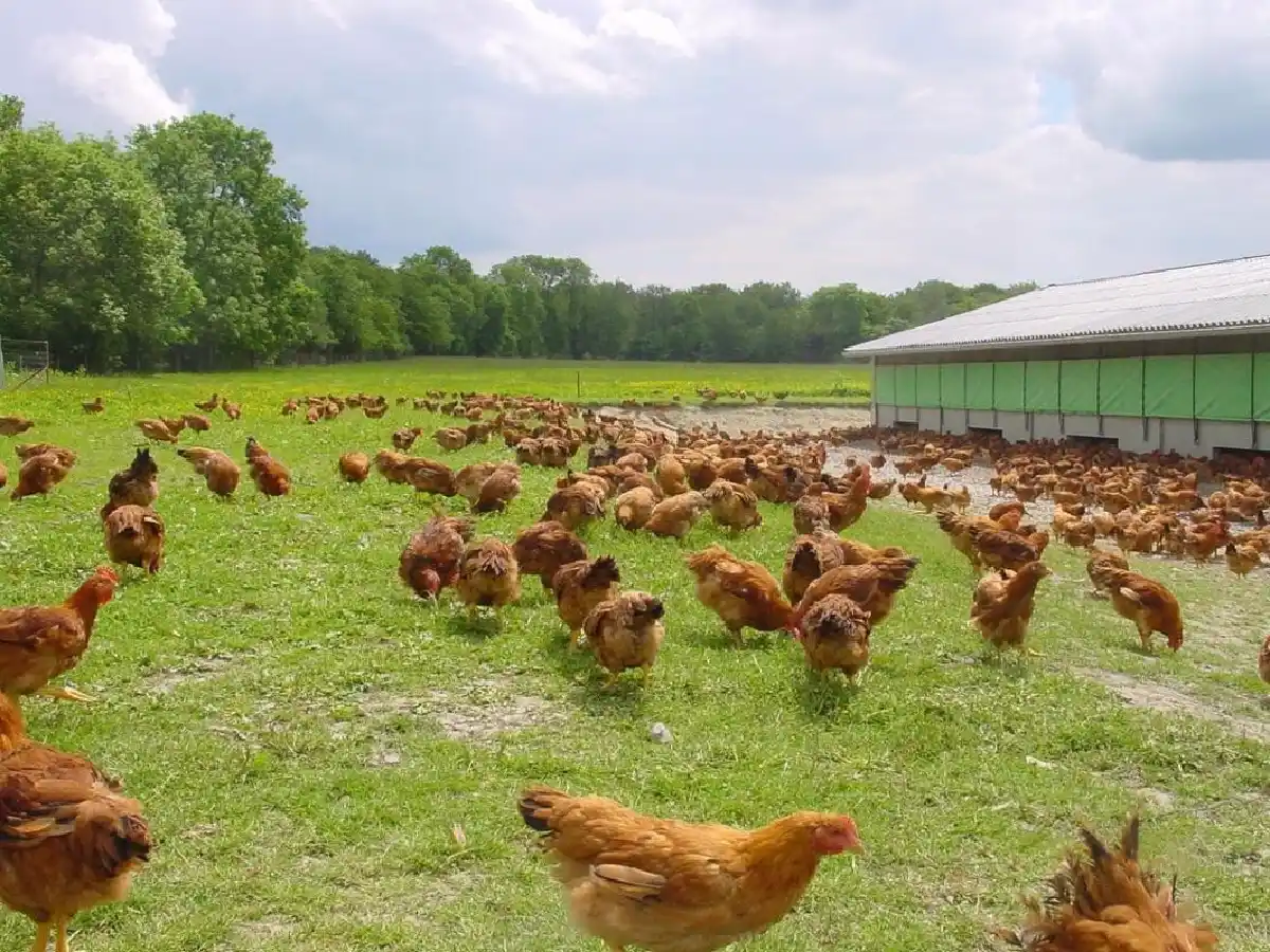 En marzo se pondría en marcha un proyecto avícola en Seeber