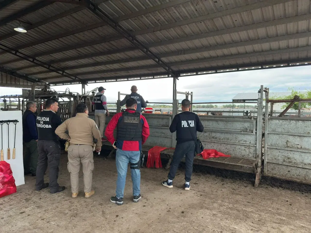 Jesús María: secuestraron 29 bovinos valuados en $49 millones en una causa por estafa