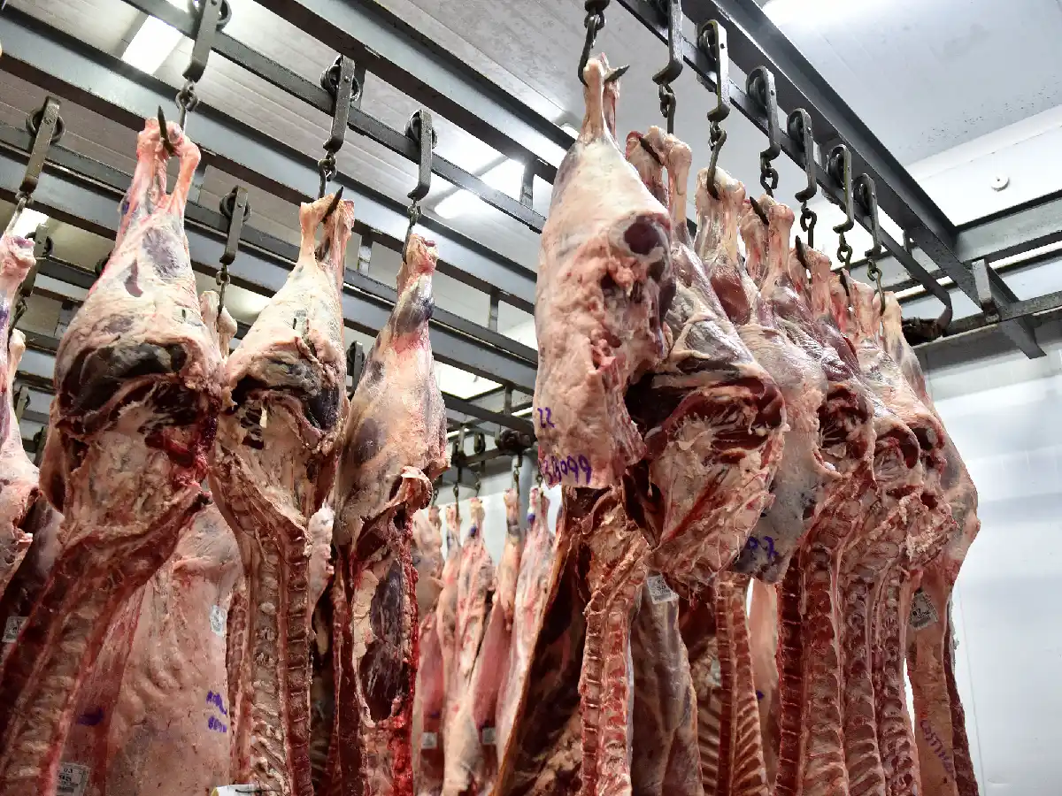 Repuntó en febrero la faena de bovinos