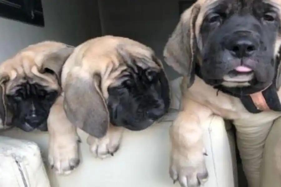 "¿Qué cambia que sean 4 perros o 43 conejos?", la respuesta de Adorni sobre las mascotas de Milei