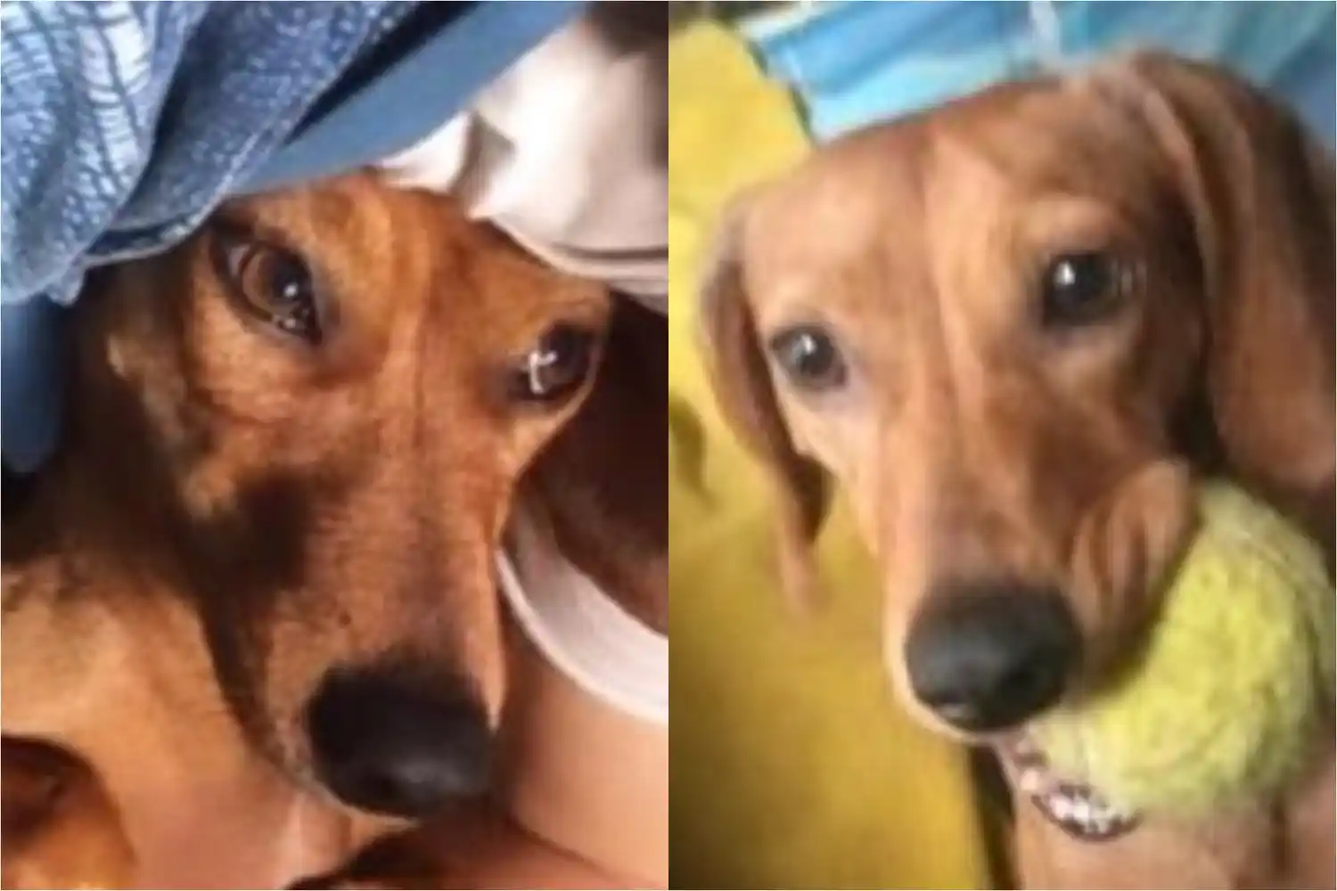 Buscan a Olivia y ofrecen recompensa