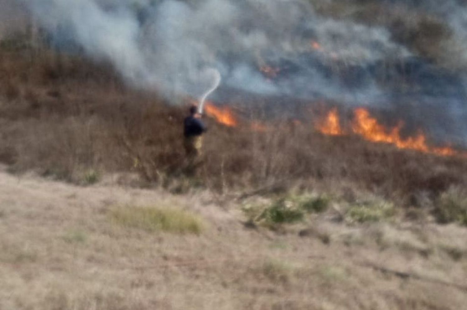 “Fue un verdadero ecocidio que afectó muchísimas hectáreas”, advierte una experta