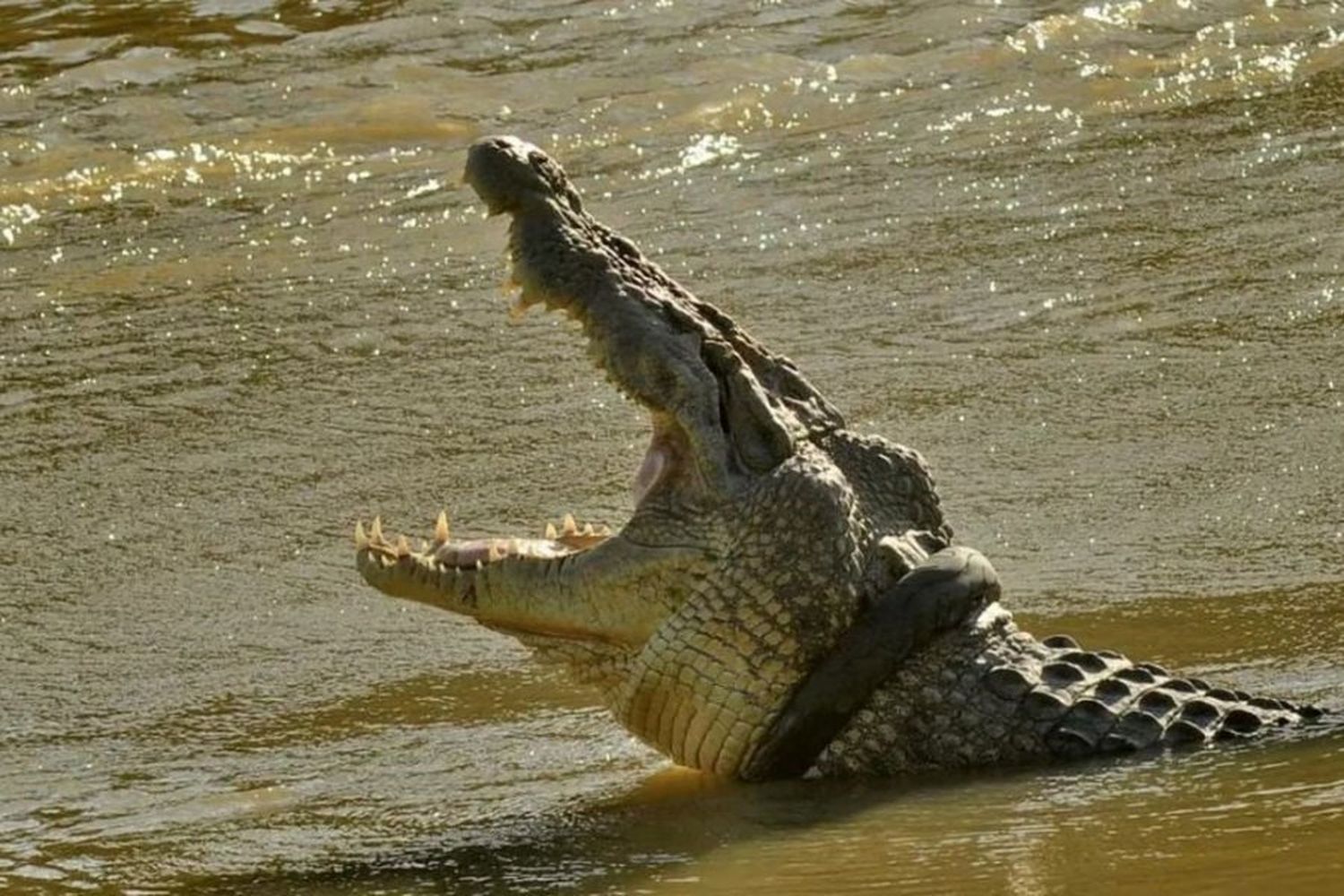 Australia: encuentran restos humanos en el estómago de un cocodrilo