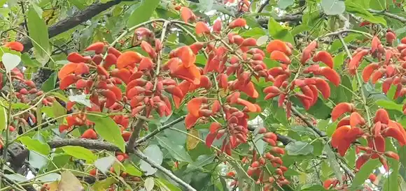 Una ambiciosa iniciativa apunta a un factor vital para las ciudades