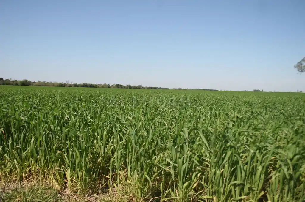 El trigo continuó sumando superficie sembrada