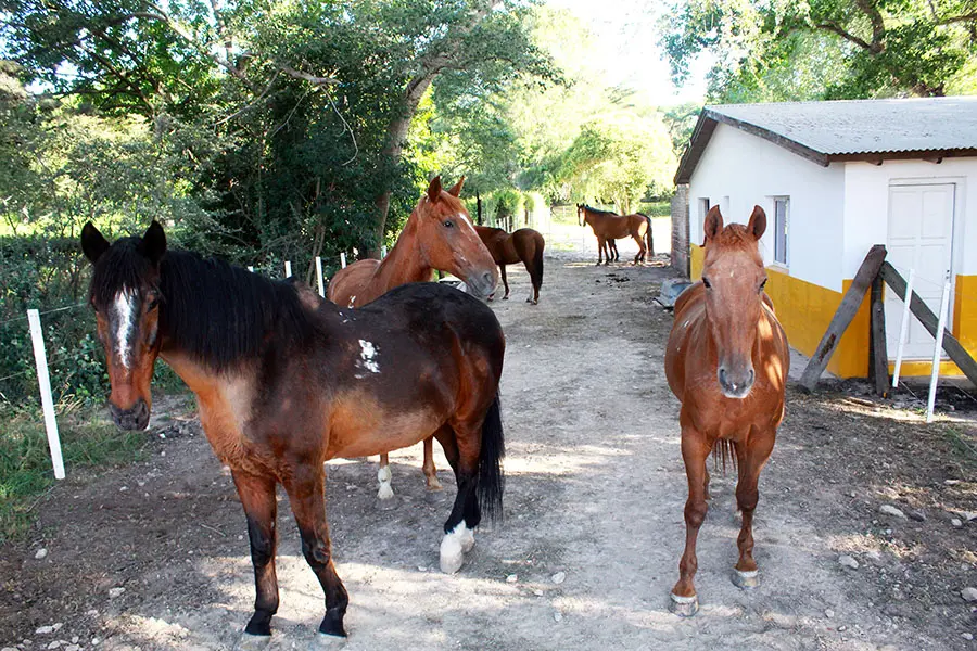 Llegaron seis equinos para el cuerpo policial de Caballería