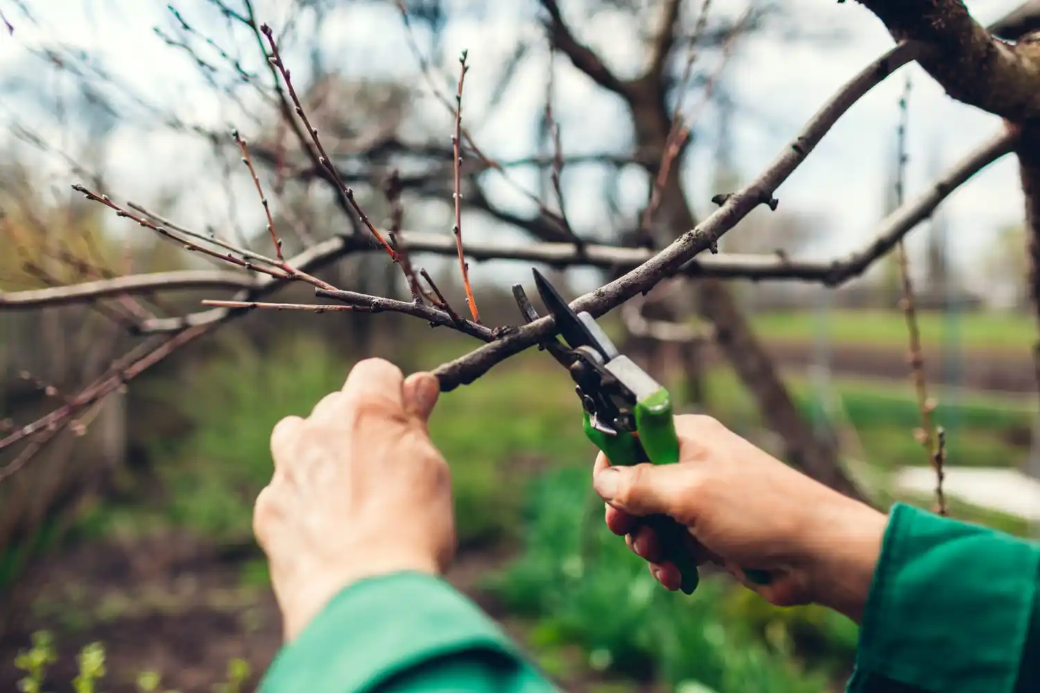 Chascomús ofrece taller gratuito sobre poda y sanidad en árboles frutales