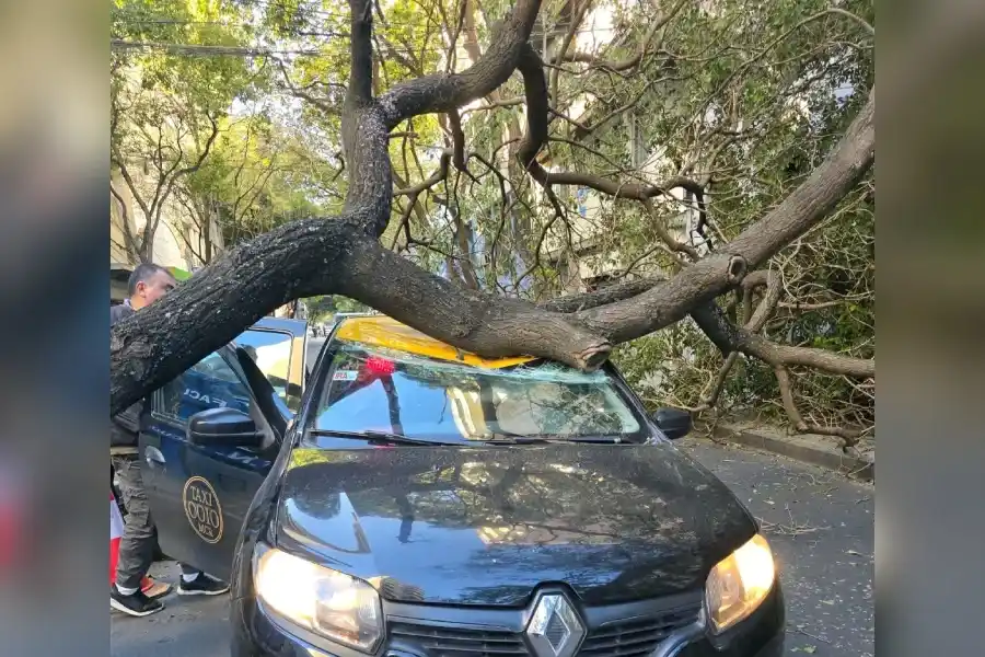 Cayó un árbol sobre un taxi.