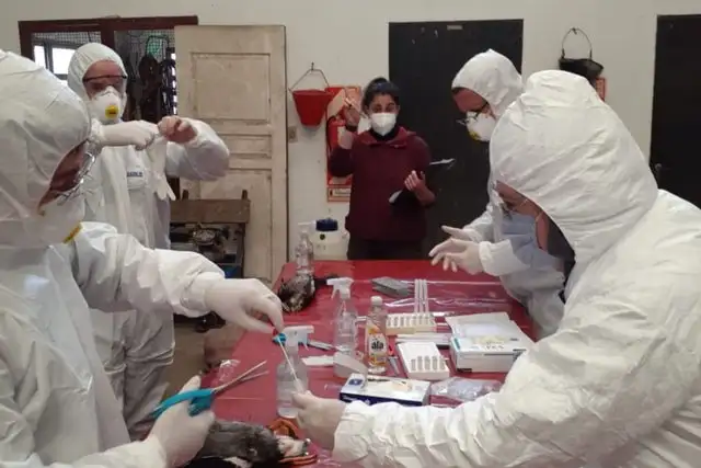 REFUERZAN EN ENTRE RÍOS LA DETECCIÓN TEMPRANA DE INFLUENZA AVIAR EN AVES SILVESTRES Y DE CORRAL