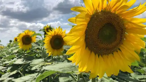 Triple récord histórico en la molienda de girasol: el sector consolida su fuerza exportadora