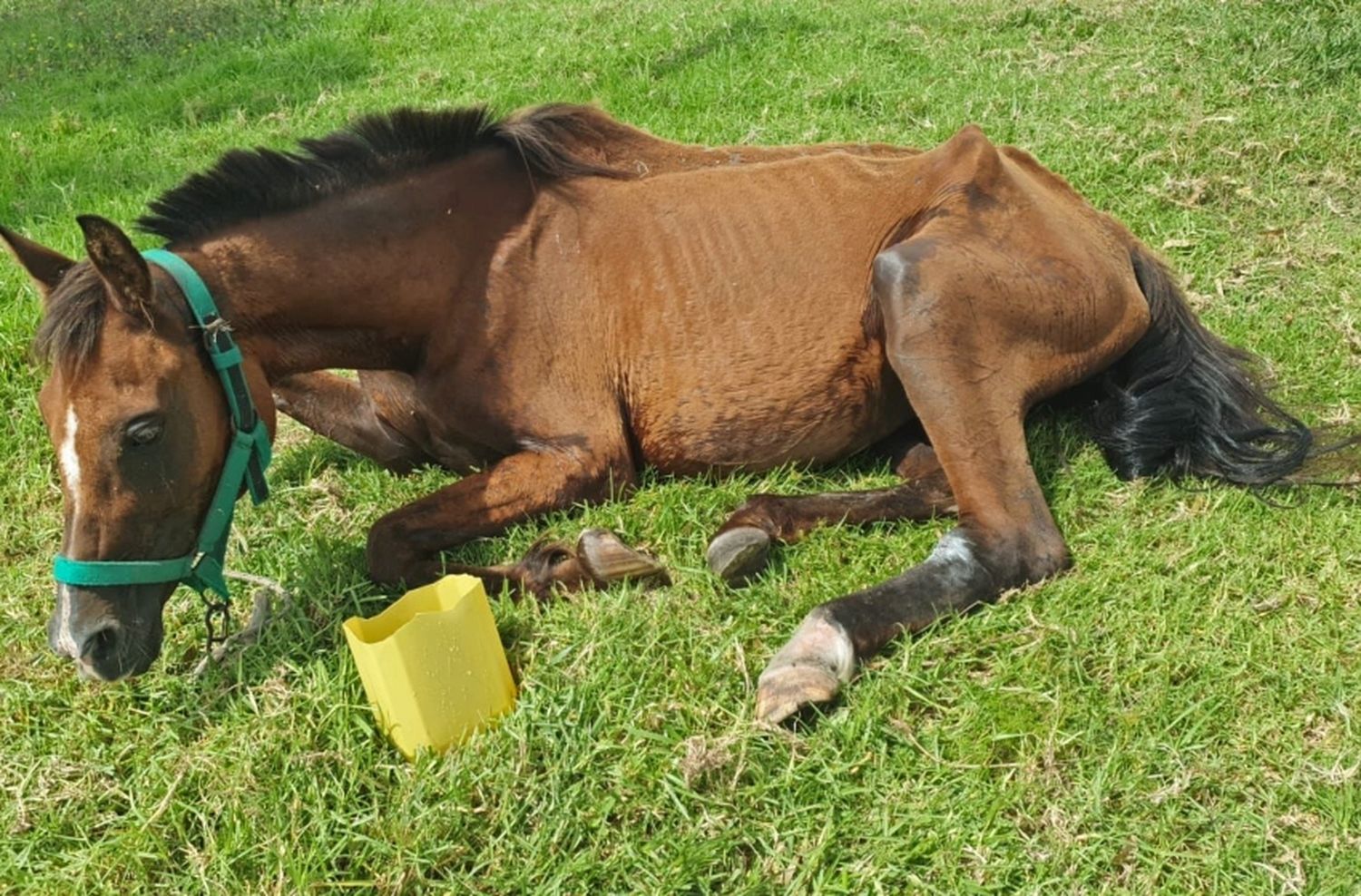 Golpe de calor desmayó a una yegua y detienen a su dueño por golpearla