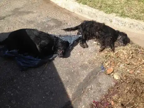 Trenque Lauquen: Preocupación por gran cantidad de perros envenenados