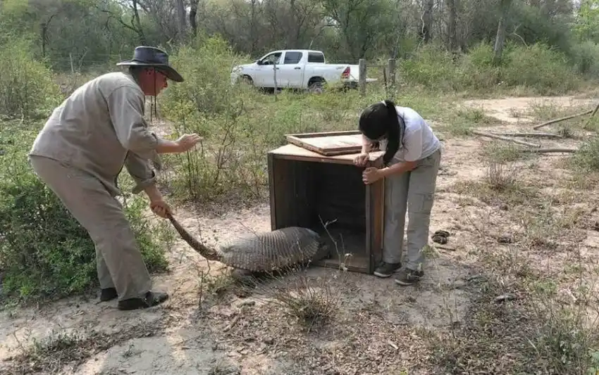 Tatú carreta devuelto a su hábitat