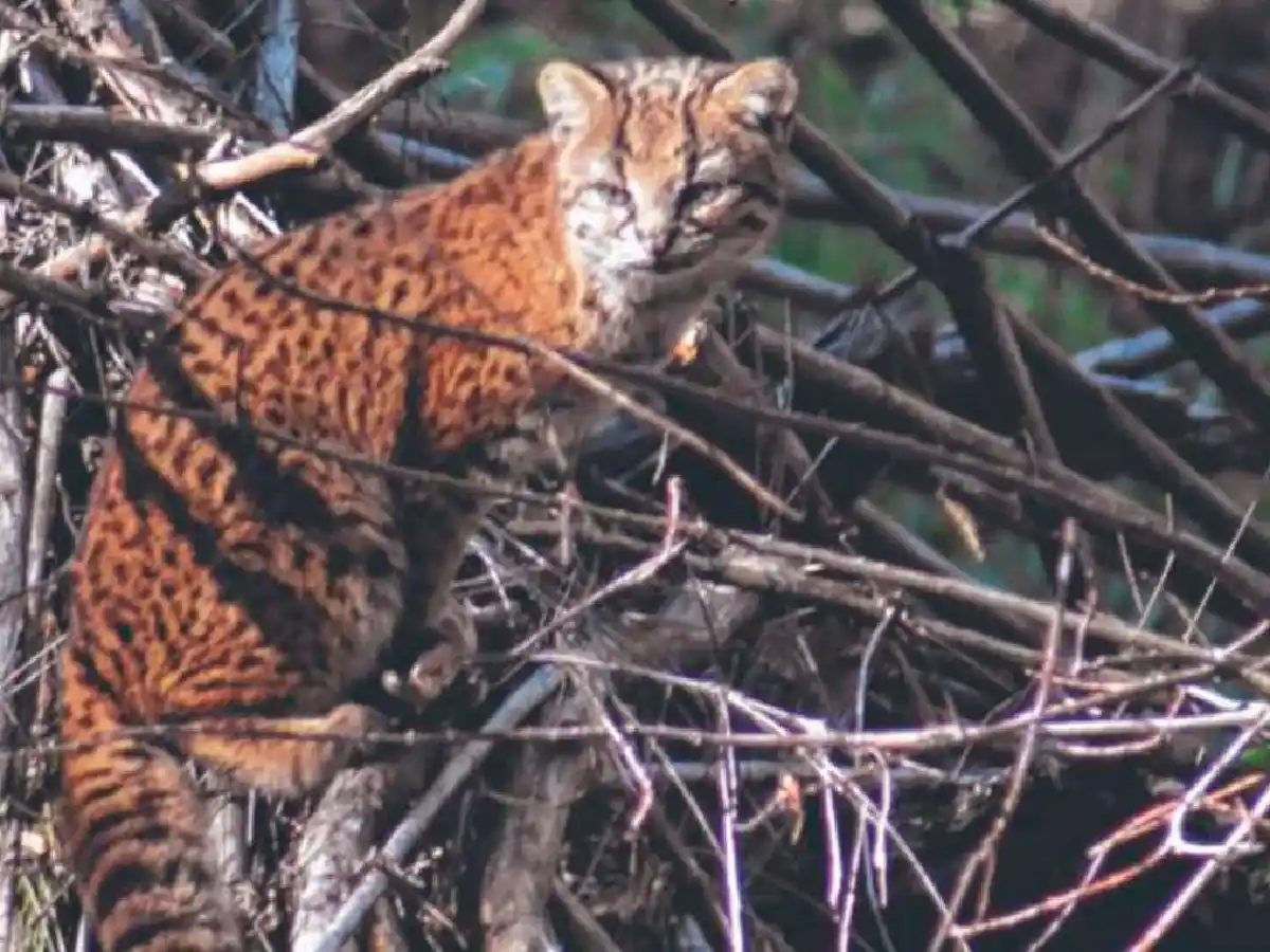Creían que era una ardilla y le sacaron una foto pero era el felino americano más pequeño