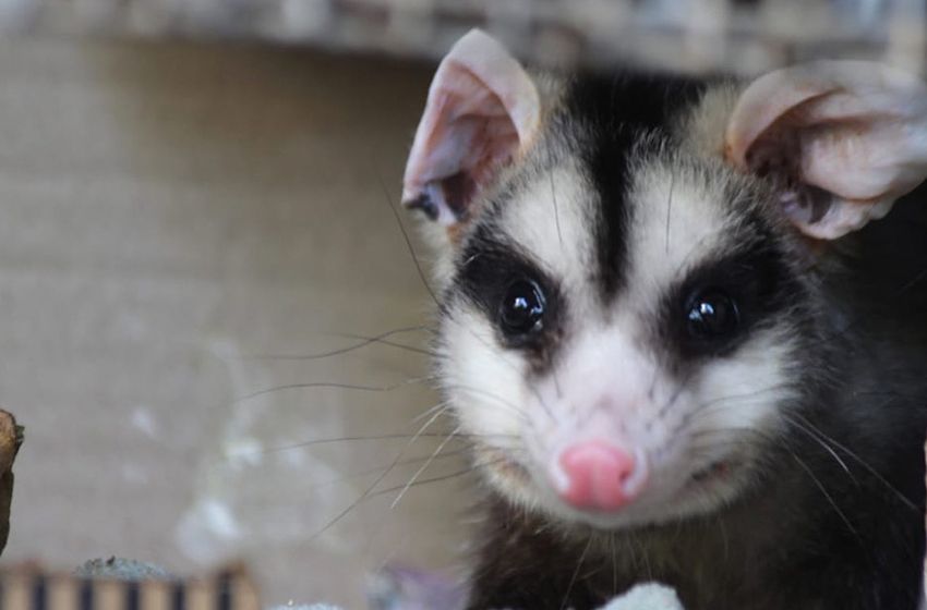En 12 meses, el municipio realizó casi 200 intervenciones de fauna silvestre en Mar del Plata