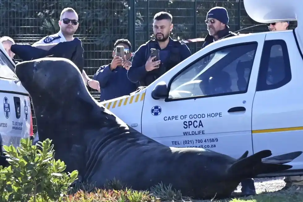 Sorpresa en un pueblo de Sudáfrica