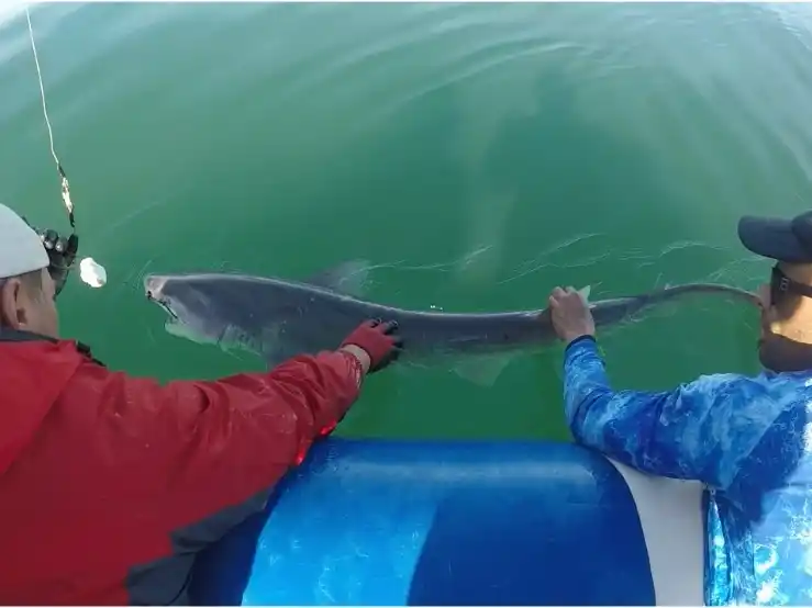 Maniobra de marcado para un tiburón gatopardo, sobre el costado de una lancha, después de haberlo pescado con caña y reel  (Foto gentileza de Andrés Jaureguizar)