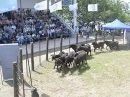 Con gran éxito se realizó la Feria
Ganadera Paippera en Laguna Blanca