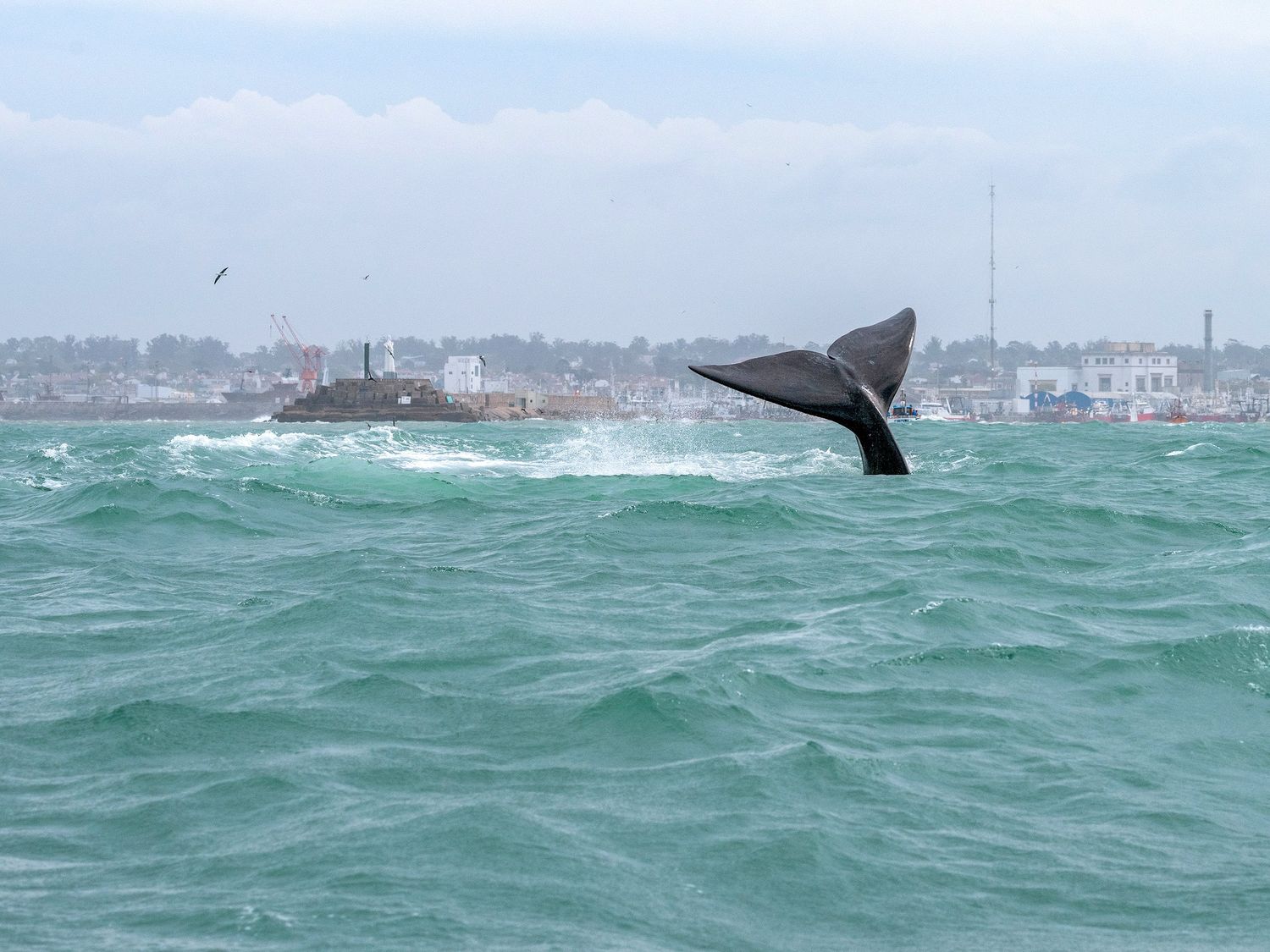 Por qué las ballenas francas australes eligen la costa marplatense