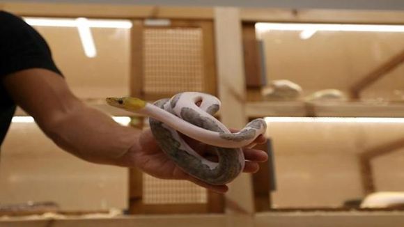 El extraño amor de un rico empresario de Arabia Saudita por las pitones
