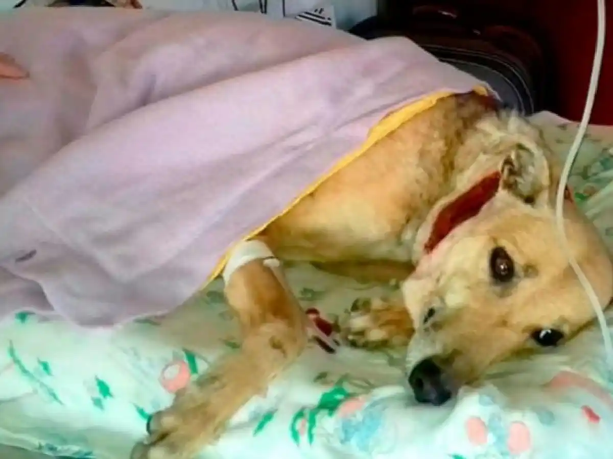Crueldad animal: despellejaron a una perra galgo en Río Cuarto