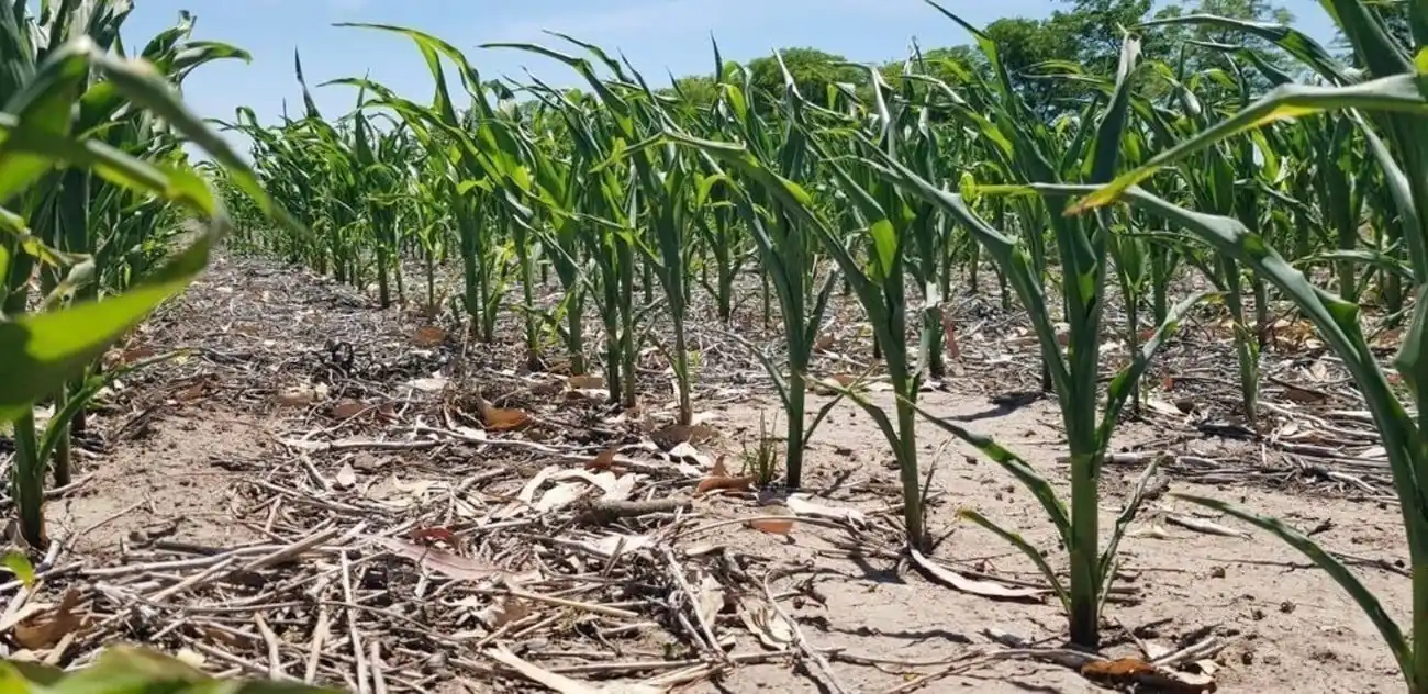 Los especialistas aconsejan no relajar el monitoreo, el cual se ampliará a 450 puntos del país. Foto: Campolitoral.
