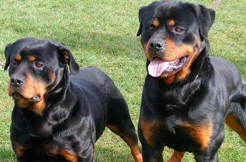 Un bebé falleció tras ser atacado por dos perros