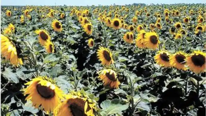 El girasol se salvará de la sequía