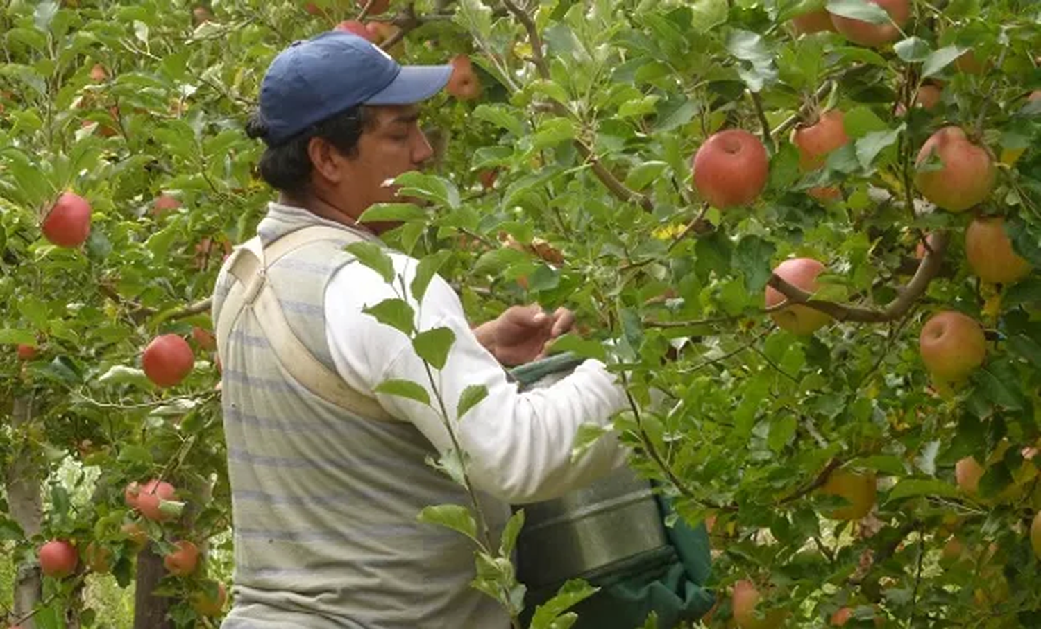 Productores denuncian que perciben menos de lo pagado en góndola