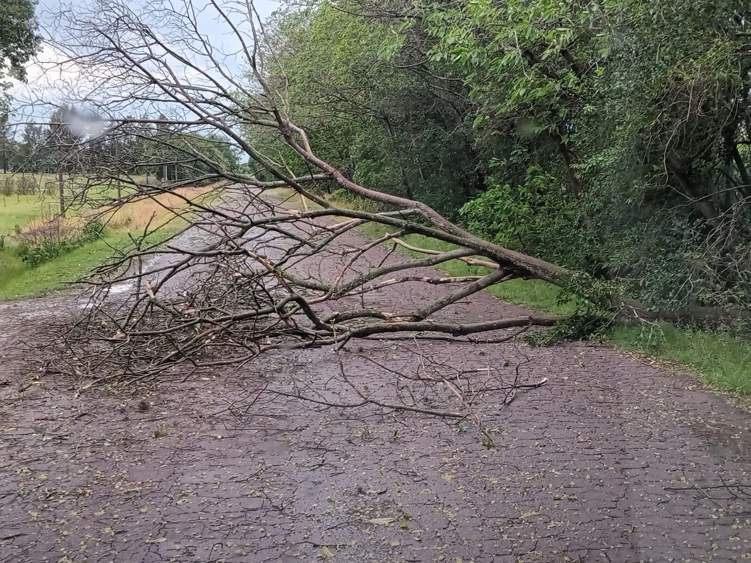 Tormenta de lluvia y viento: cayeron árboles y postes del tendido de cables