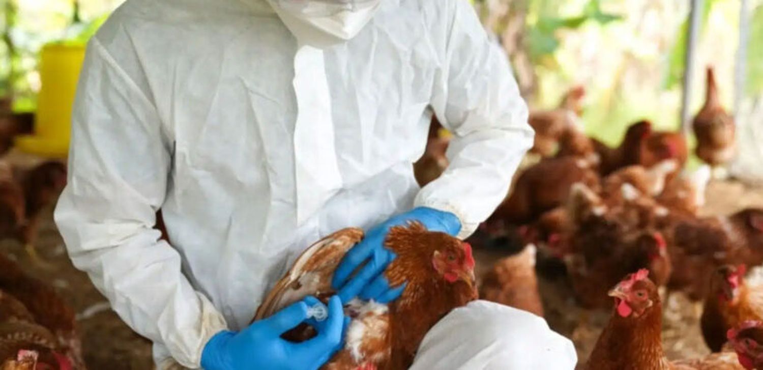 Influenza aviar: Senasa confirmó un nuevo caso en aves de traspatio de General Güemes