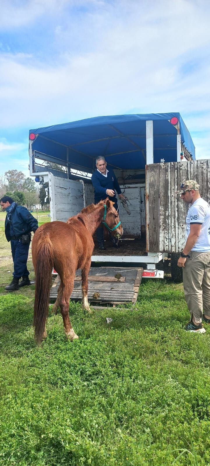 Otra vez caballos sueltos en la ciudad: esta vez fueron encontrados dos en el Camino de la Costa
